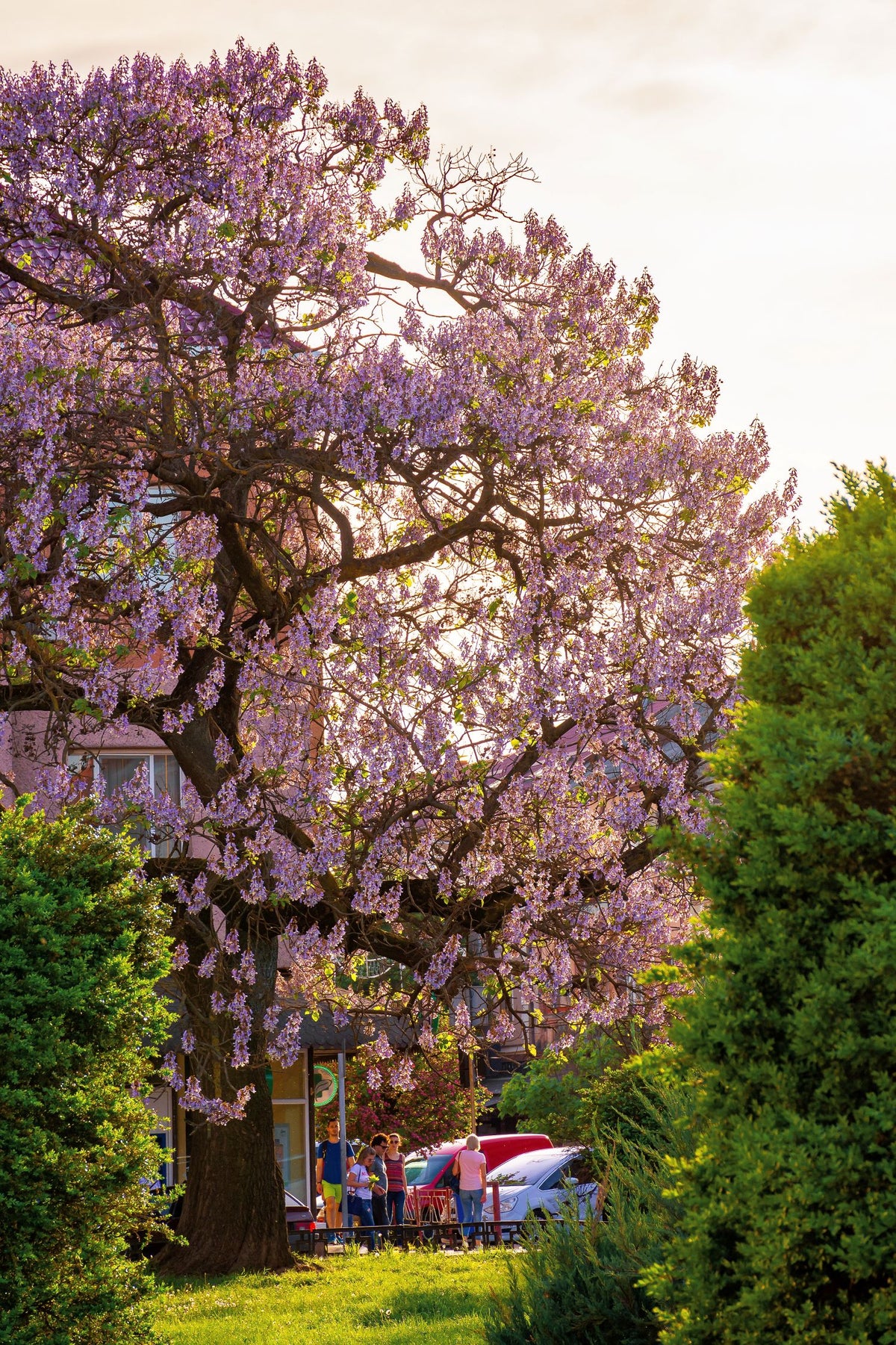 Arbre impérial (Paulownia)