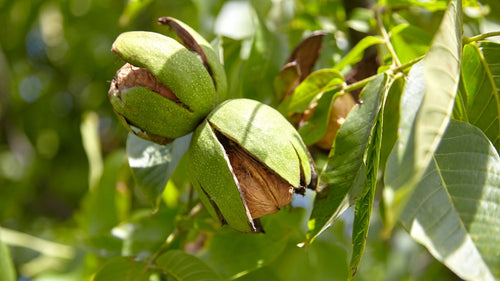 Noyer (Juglans)