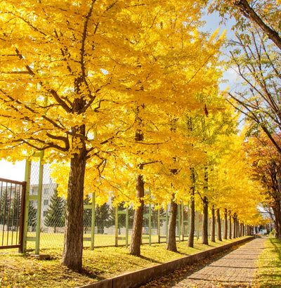 Ginkgo (Ginkgo Biloba)