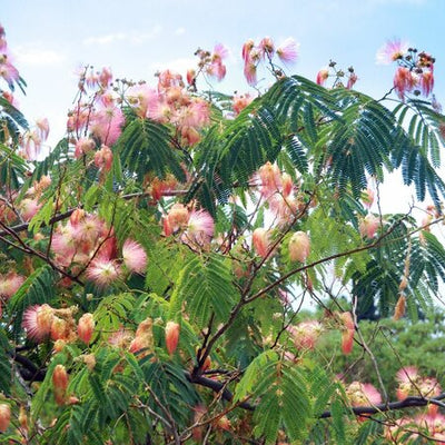 Albizia Julibrissin 'Ombrella'