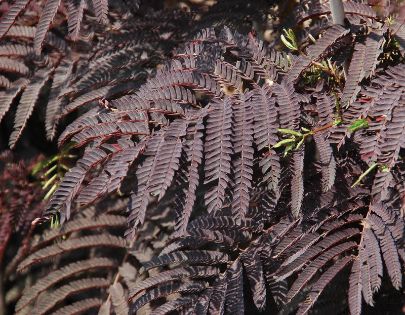 Albizia Julibrissin 'Summer Chocolate'