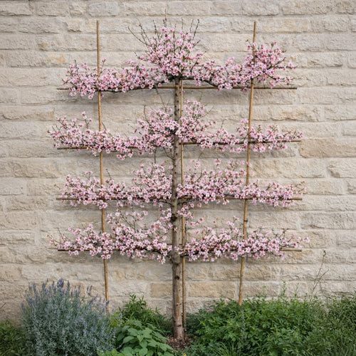 Amandier Palissade (Prunus Dulcis (Mandorlo) Santa Caterina)