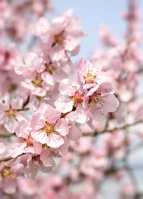 Amandier (Prunus amygdalus)