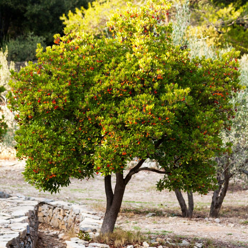 Arbousier (Arbutus unedo)