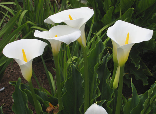 Arum (Calla aethiopica)