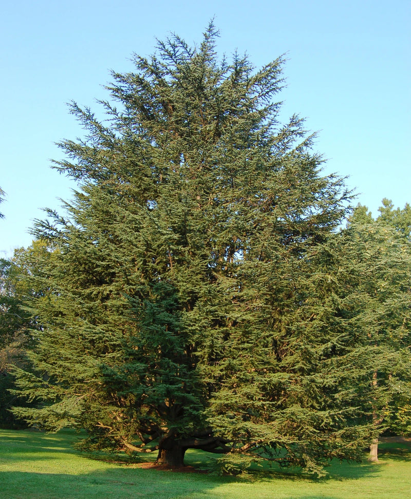 Cèdre de l'Atlas