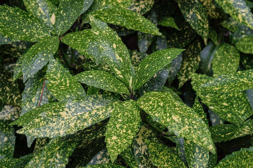 Aucuba du Japon (Aucuba Japonica Variegata)