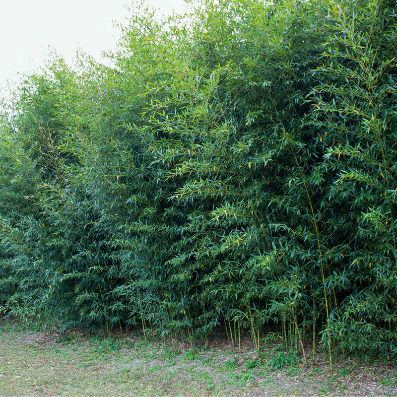 Palmier de Chusan (Trachycarpus Wagnerianus)