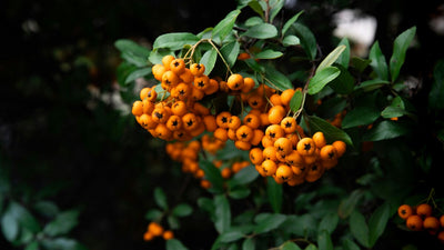 Pyracantha (Pyracantha Soleil d'Or)