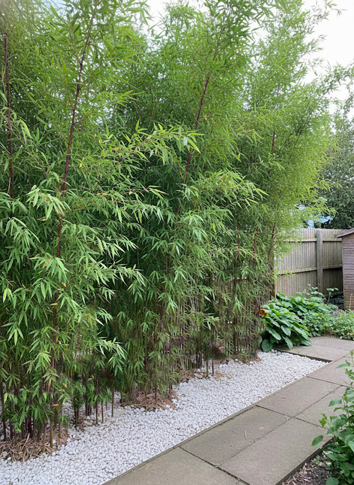 Bambou Fargesia Deep Purple