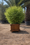 Image to render
