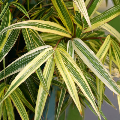 Bambusa Nana Variegata (Pleiob.For.Argenteom.)