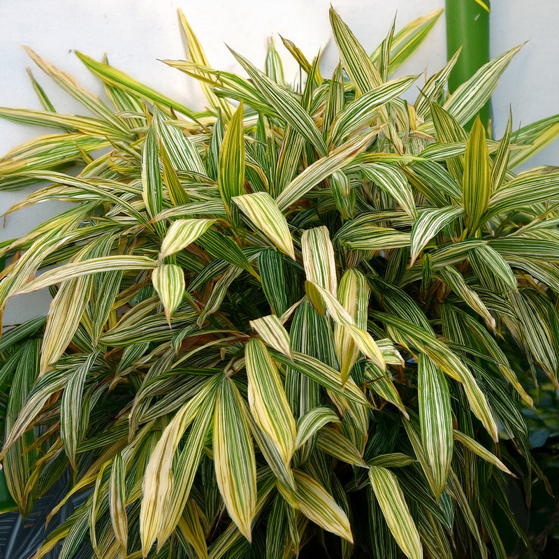 Bambusa Nana Variegata (Pleiob.For.Argenteom.)