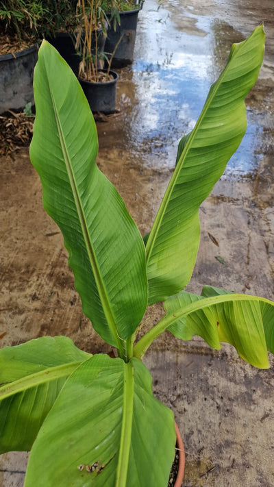 Bananier Japonais (Musa Basjoo Japonica)