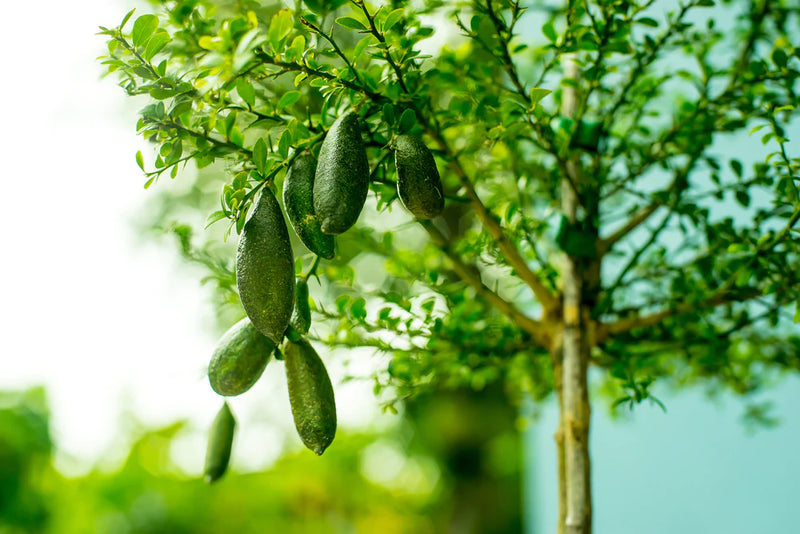 Citronnier Caviar (Microcitrus Australasica)