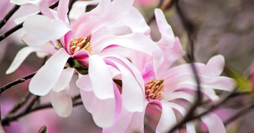 Magnolia à fleurs roses étoilées (Loebneri Leonard Messel)