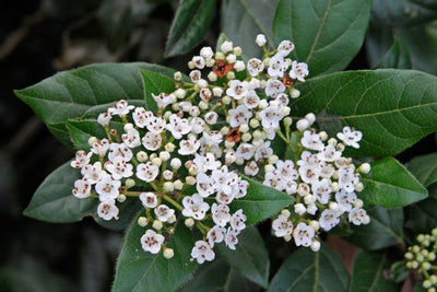 Laurier-tin (Viburnum tinus)