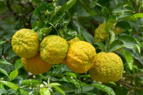 Citronnier Jaune (Citrus Limon)