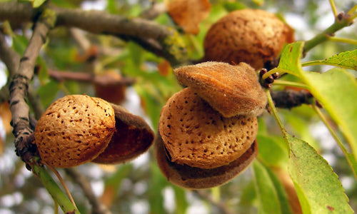 Amandier (Prunus amygdalus)