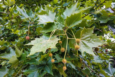 Platane (Platanus)