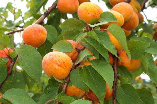Abricotier Luizet (Prunus Armeniaca)