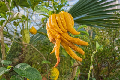 Citronnier Main de Buddha (Citrus medica var. sarcodactylis)