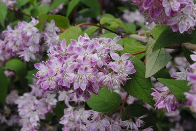 Deutzia (Deutzia Gracilis)