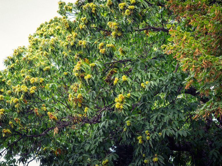 Châtaignier (Castanea sativa)