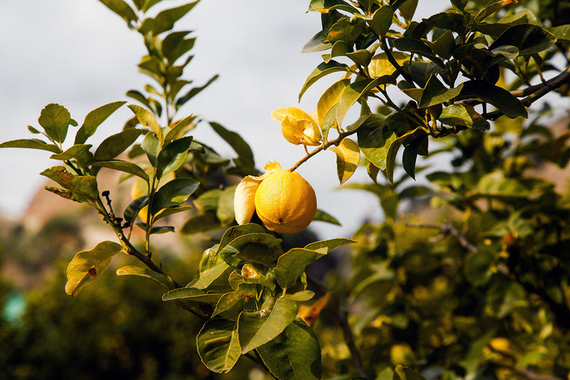 Citronnier Bergamote (Citrus bergamia)