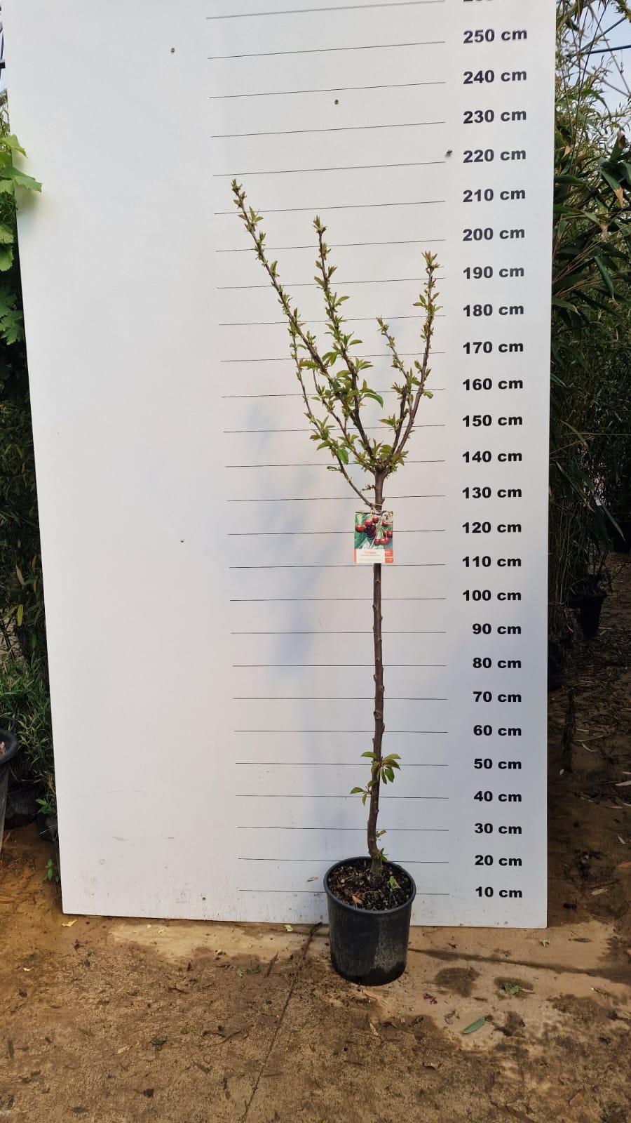 Cerisier Bigarreau Reverchon (Prunus avium Bigarreau Reverchon)