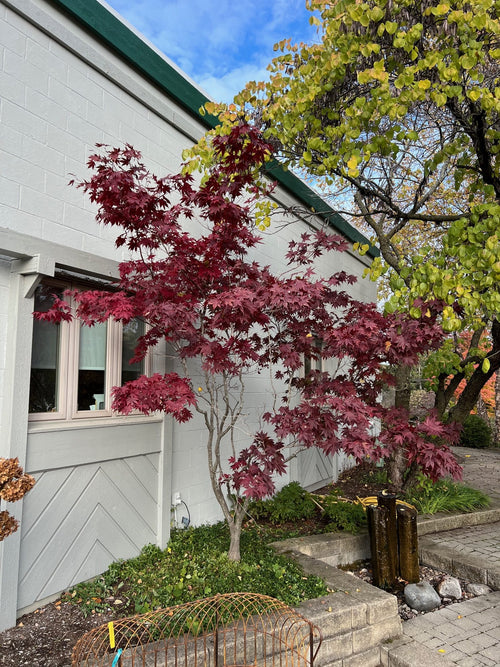 Acer Palmatum Bloodgood