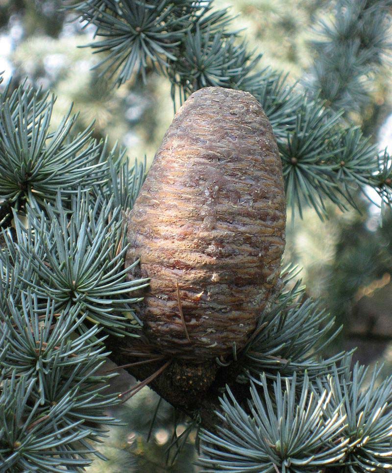 Cèdre de l'Atlas