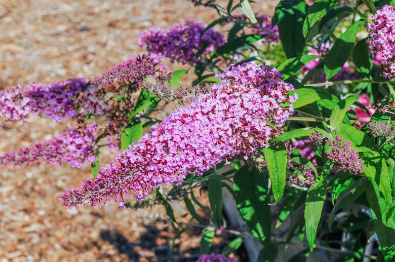 Buddleia (Budleja) | Achat en ligne – Plante Île-de-France