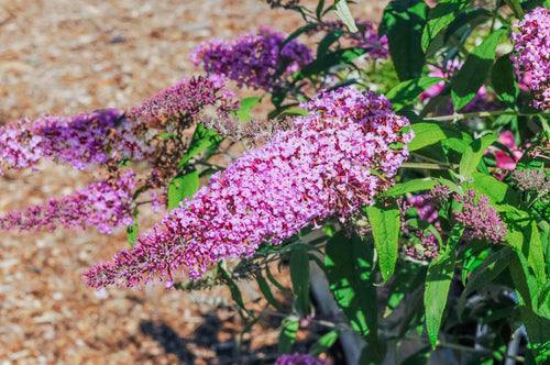 Buddleia (Budleja)