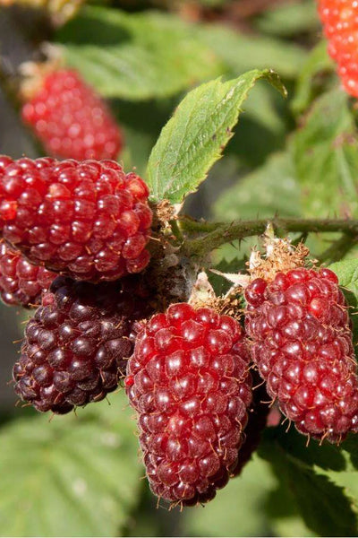 Mûrier framboise (Rubus occidentalis)