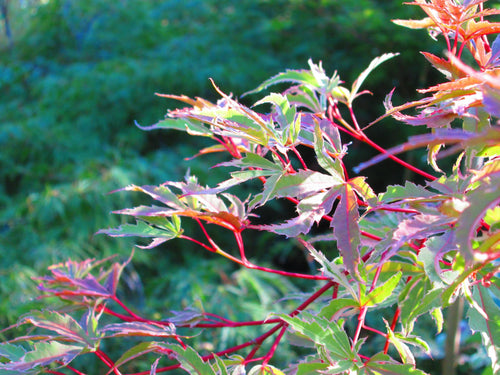 Acer Palmatum Butterfly