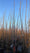 Image to render