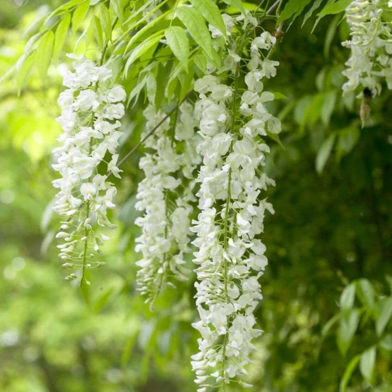 Glycine en Plateau