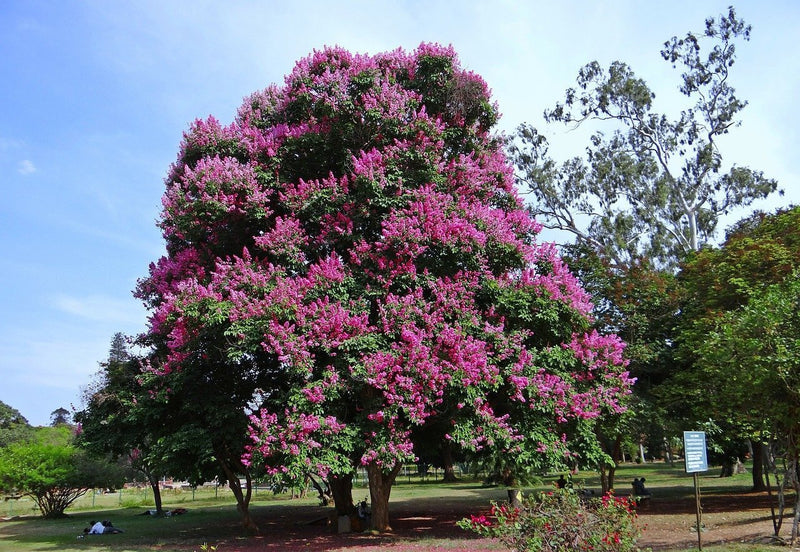 Lilas des indes (Lagerstroemia)