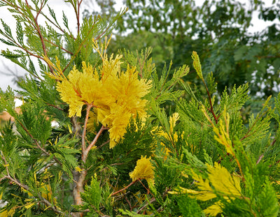 Calocèdre (Calocedrus decurrens)