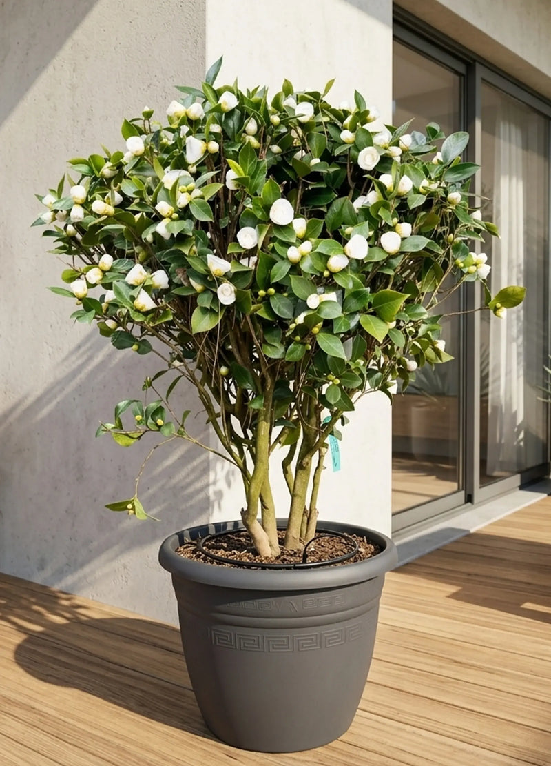 Camélia du Japon en Cépée (Camellia Japonica)