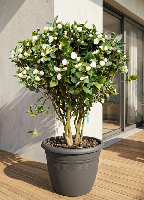 Camélia du Japon en cépée (Camellia Japonica)