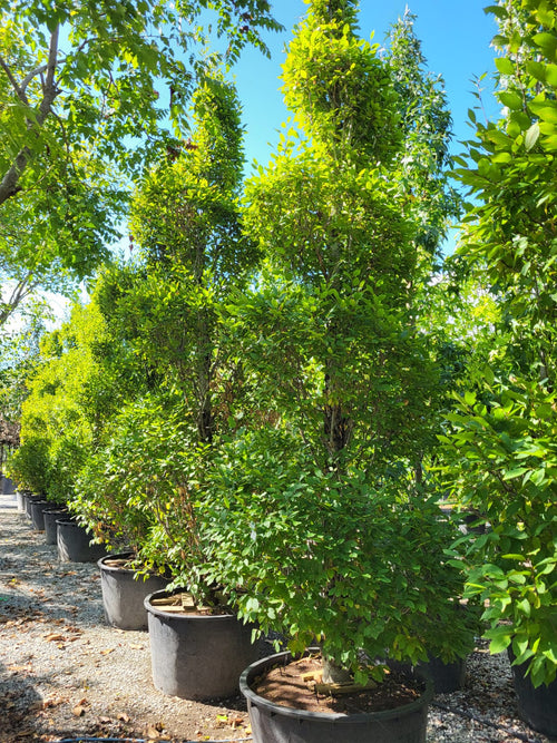 Charme commun (Carpinus betulus)