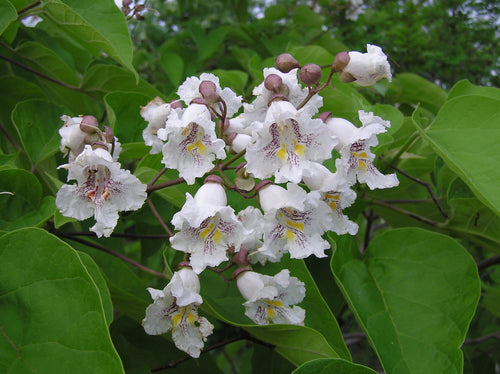 Catalpa boule (Catalpa bignonioides 'Nana')