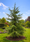Image to render