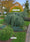 Image to render