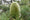 Image to render