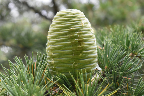 Cèdre de l'Himalaya (Cedrus deodara)