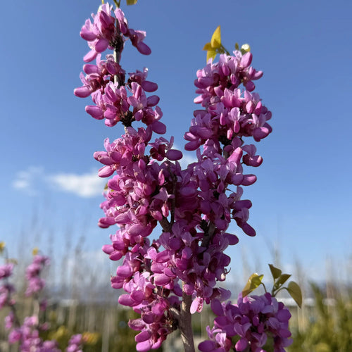 Arbre de Judée à fleurs roses en tige (Cercis chinensis Avondale)