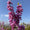 Image to render